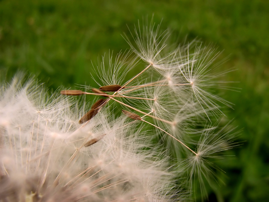 tl_files/Praxis-Brombach/bilder-content/natur/Pusteblume_2.jpg